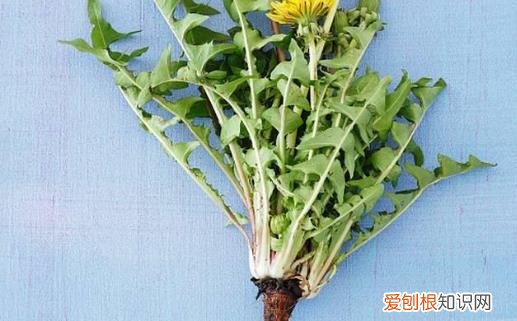 黄水疮是会传染的皮肤病 推荐六种治疗黄水疮的偏方