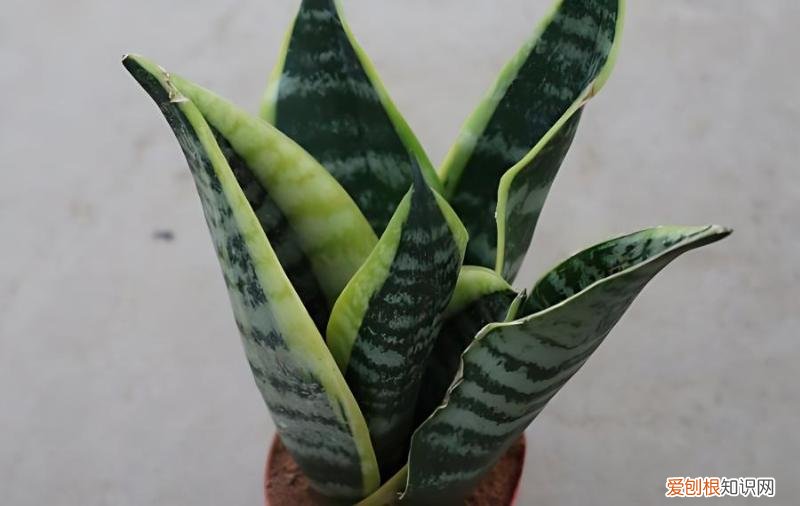 虎皮兰叶子上有皱纹，怎么回事？，虎皮兰叶子出现皱纹