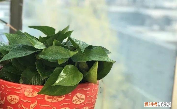 开花多好养的花品种，32种花养护大全，新手也能学的会，一年花开好几茬！