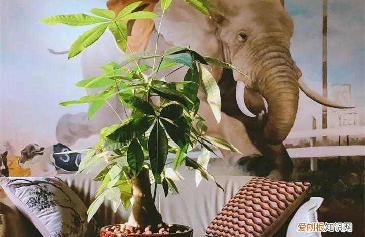 开花多好养的花品种，32种花养护大全，新手也能学的会，一年花开好几茬！