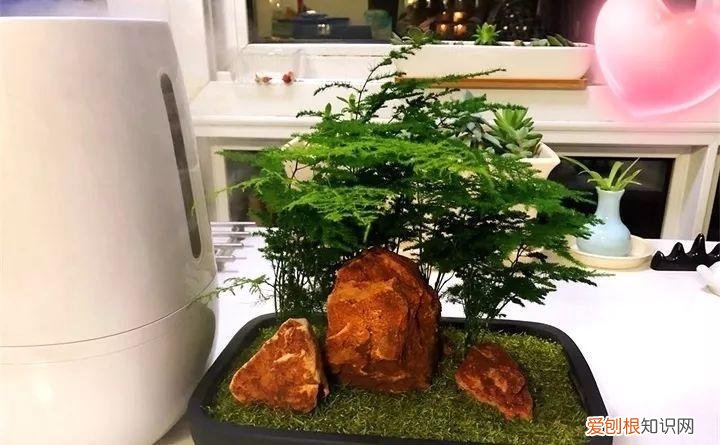 开花多好养的花品种，32种花养护大全，新手也能学的会，一年花开好几茬！