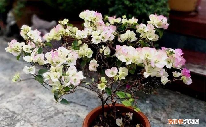 开花多好养的花品种，32种花养护大全，新手也能学的会，一年花开好几茬！