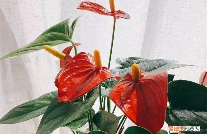 开花多好养的花品种，32种花养护大全，新手也能学的会，一年花开好几茬！