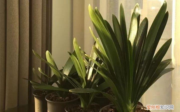 开花多好养的花品种，32种花养护大全，新手也能学的会，一年花开好几茬！