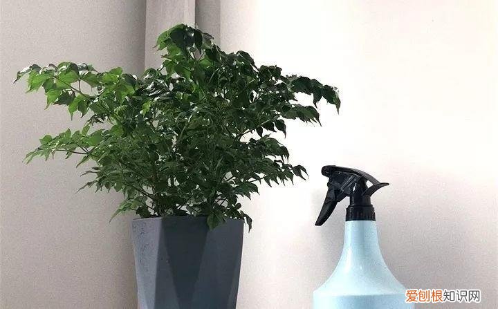 开花多好养的花品种，32种花养护大全，新手也能学的会，一年花开好几茬！