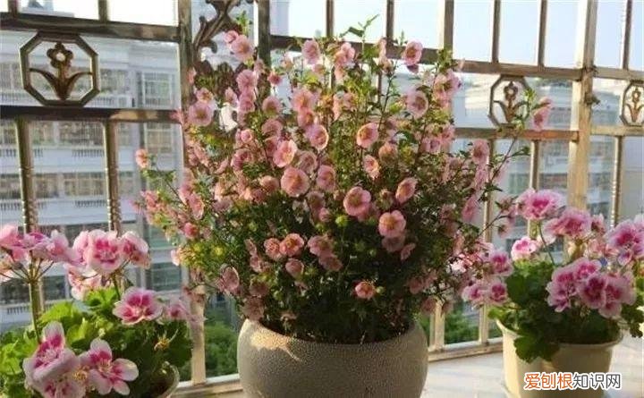 开花多好养的花品种，32种花养护大全，新手也能学的会，一年花开好几茬！