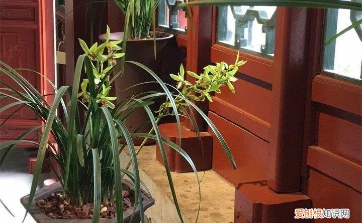 开花多好养的花品种，32种花养护大全，新手也能学的会，一年花开好几茬！