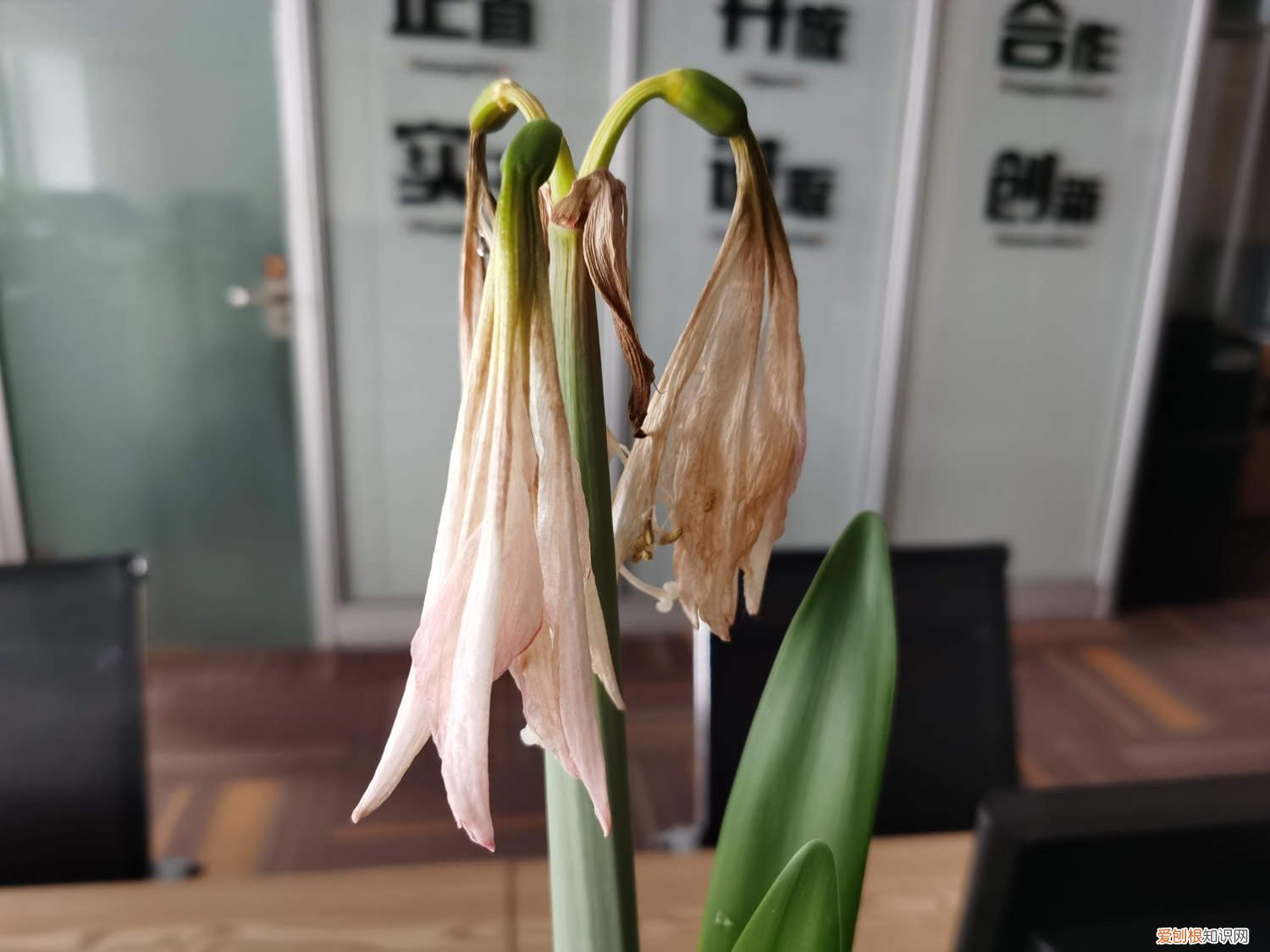朱顶红的养花技巧与方法 朱顶红的养花技巧