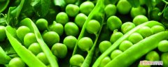 河南豌豆种植时间和方法 豌豆种植时间和方法