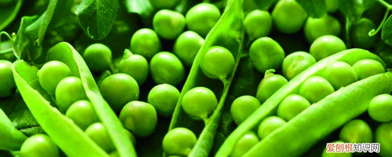 河南豌豆种植时间和方法 豌豆种植时间和方法