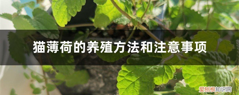 怎么养猫薄荷 猫薄荷的养殖方法和注意事项