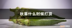 秋葵顶断了怎么养 秋葵什么时候打顶
