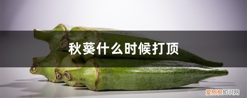 秋葵顶断了怎么养 秋葵什么时候打顶