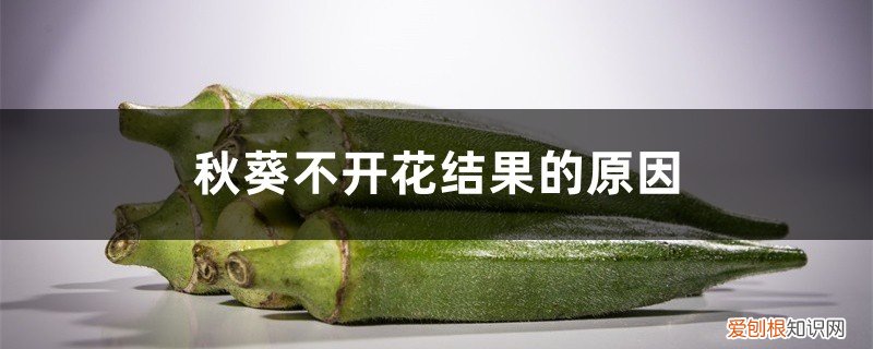 秋葵长势好不开花结果的原因 秋葵不开花结果的原因