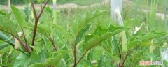 天麻的种植方法与时间 天麻的种植方法