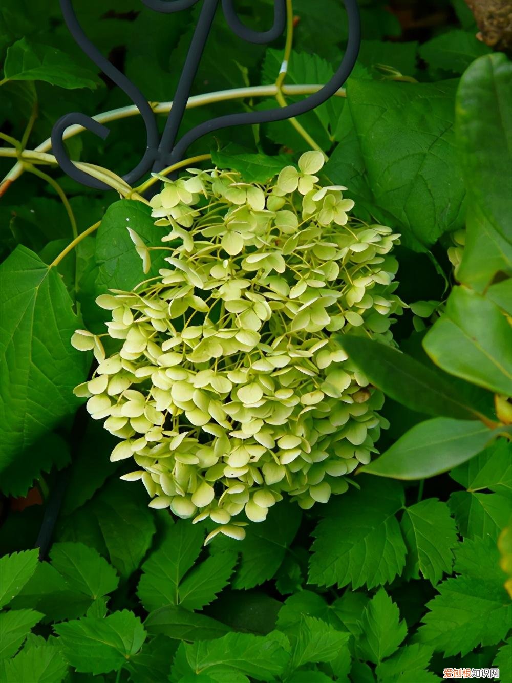 盆栽草花开花前如何进行肥水管理?，这5种花的养护方法，日照水肥处理好，花就长得好