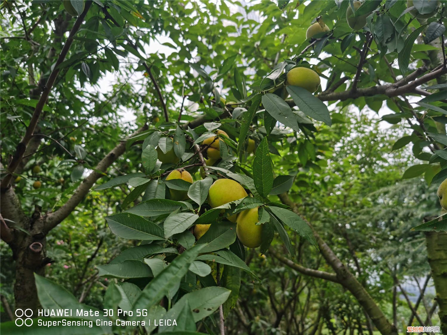 苹果桃子什么时候成熟 桃子什么时候成熟