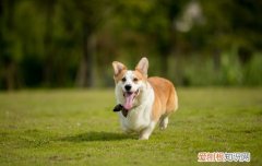 柯基怕冷吗4个月 柯基怕冷吗