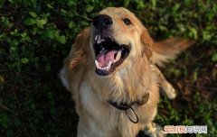 狗能吃柿子吗 狗能不能吃柿子