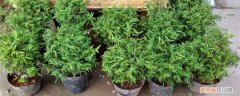 苔藓米竹的养殖方法和注意事项 米竹的养殖方法和注意事项
