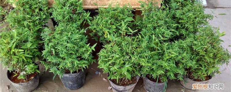 苔藓米竹的养殖方法和注意事项 米竹的养殖方法和注意事项