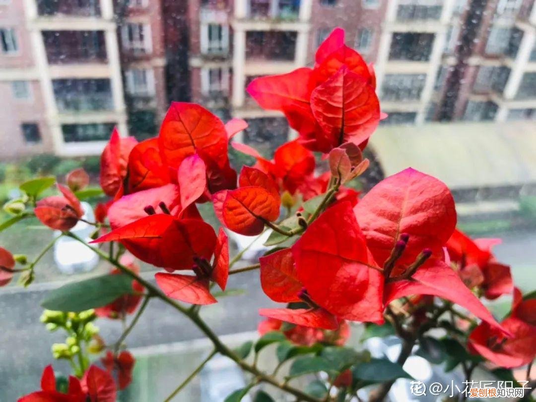 养花的十二种技巧图片，6种花超好养，新人都能学会的养护技巧，看这篇就够了