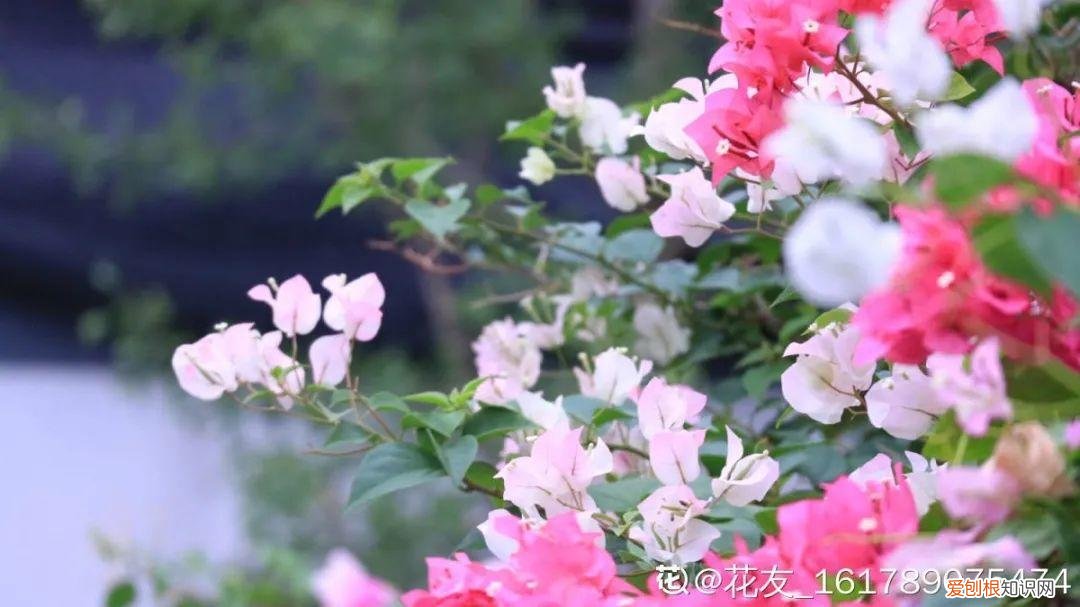 养花的十二种技巧图片，6种花超好养，新人都能学会的养护技巧，看这篇就够了