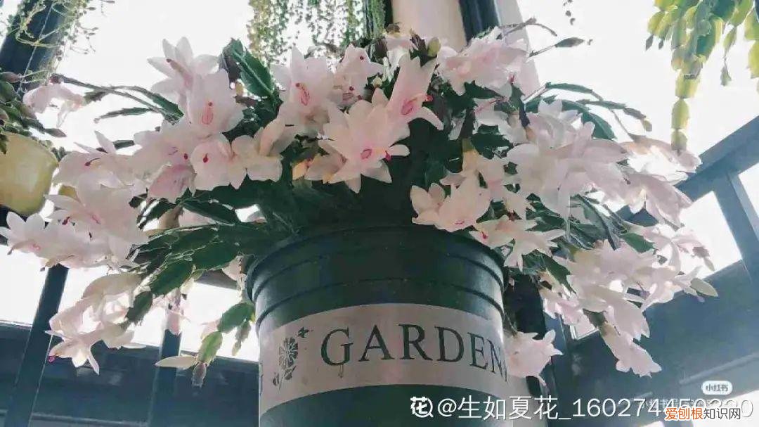 养花的十二种技巧图片，6种花超好养，新人都能学会的养护技巧，看这篇就够了