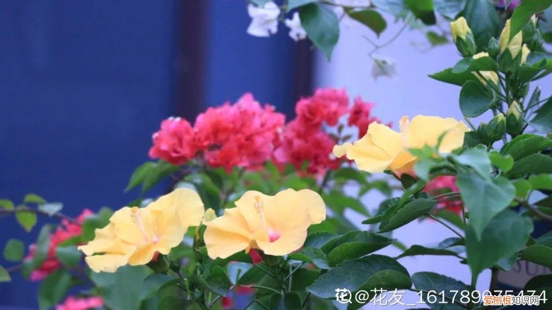 养花的十二种技巧图片，6种花超好养，新人都能学会的养护技巧，看这篇就够了