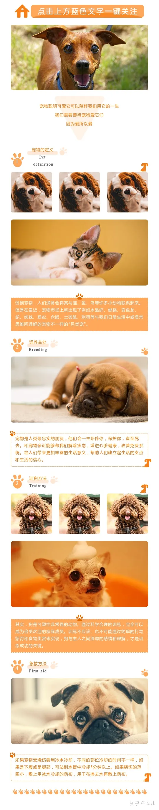 宠物微信公众号排行榜，宠物相关的微信公众号图文还能这样排版？萌化了