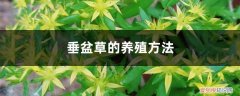 垂盆草的养殖方法和注意事项 垂盆草的养殖方法