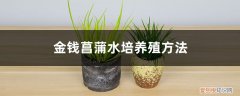 金钱菖蒲怎么养殖方法 金钱菖蒲水培养殖方法