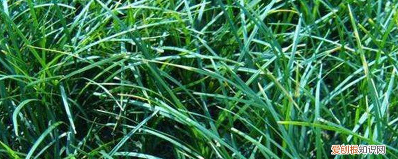 黑麦草什么时候播种保持冬季草坪绿 黑麦草什么时候播种