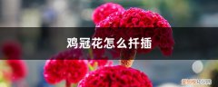 鸡冠花怎么扦插成活率高 鸡冠花怎么扦插