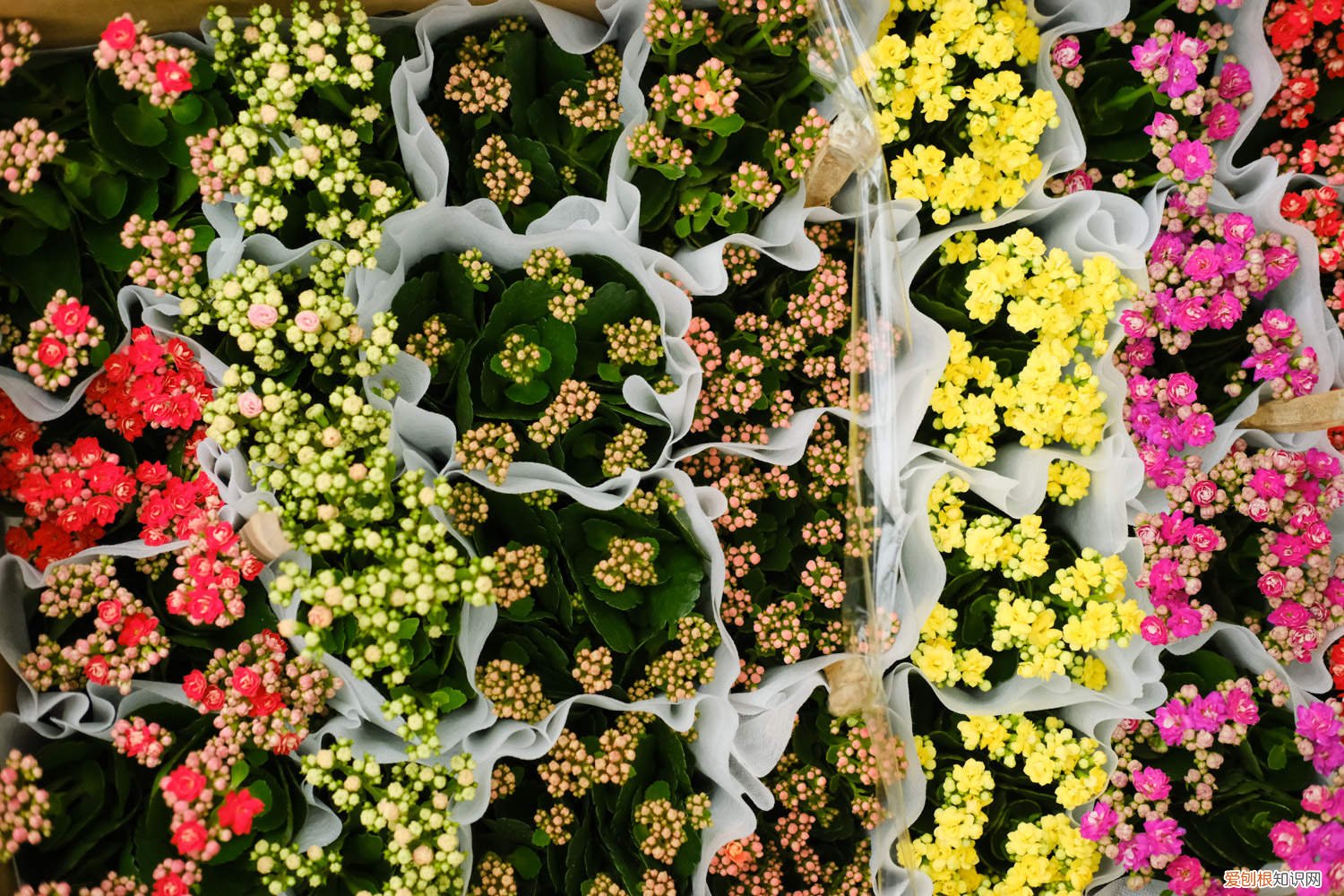 长寿花一年开几次花期 长寿花一年开几次花