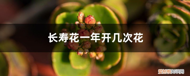 长寿花一年开几次花期 长寿花一年开几次花