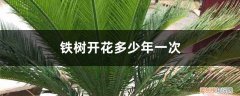 铁树开花多少年开一次花 铁树开花多少年一次