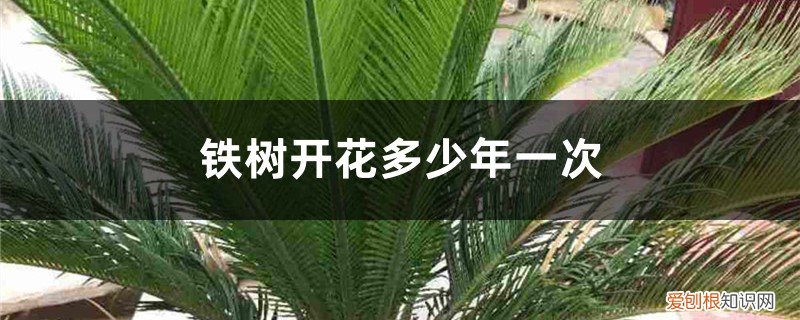 铁树开花多少年开一次花 铁树开花多少年一次
