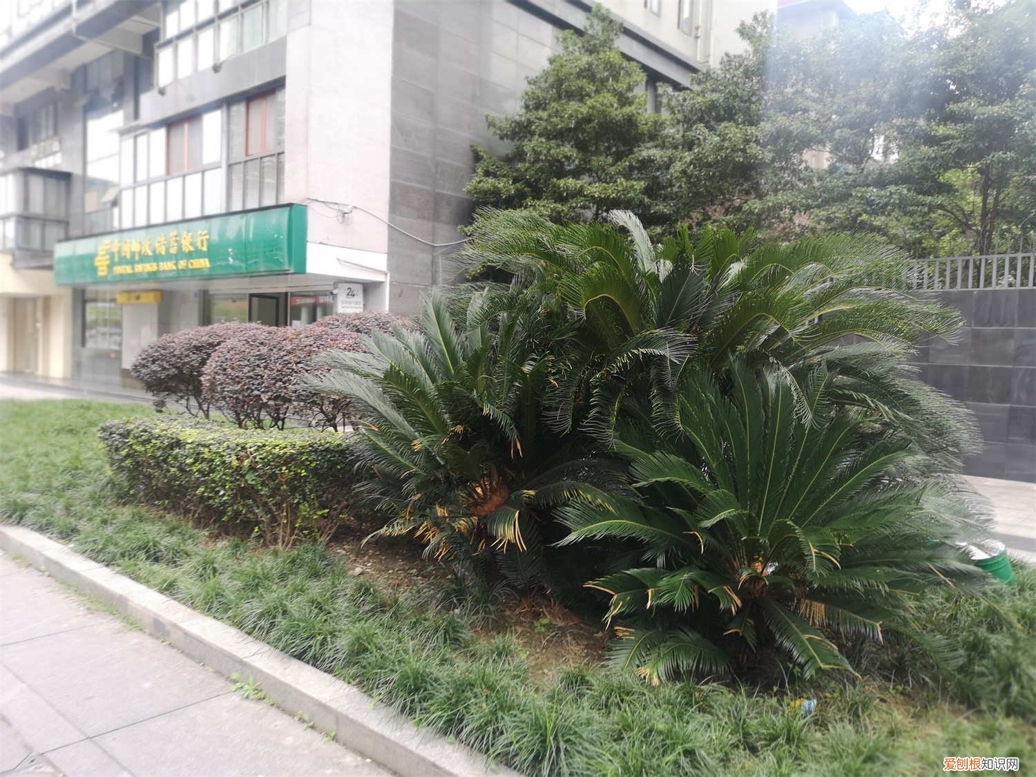 铁树开花吗多少年才开一次 铁树开花吗