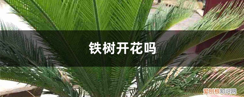 铁树开花吗多少年才开一次 铁树开花吗