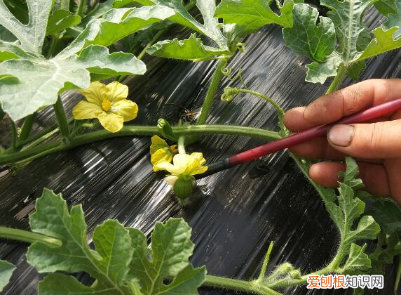西瓜爆裂的原因及防治对策,西瓜爆炸裂瓜原因