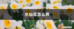 水仙花怎么养水培放多少水 水仙花怎么养
