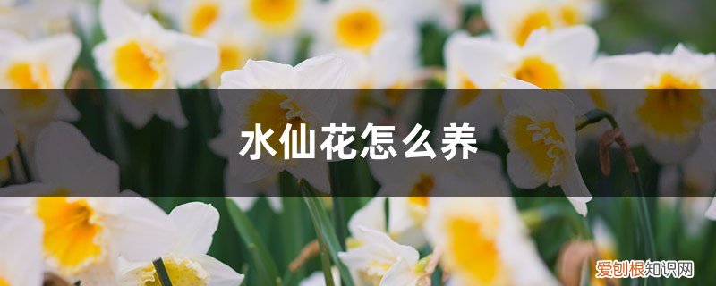 水仙花怎么养水培放多少水 水仙花怎么养