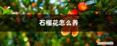 石榴花好养不 石榴花怎么养
