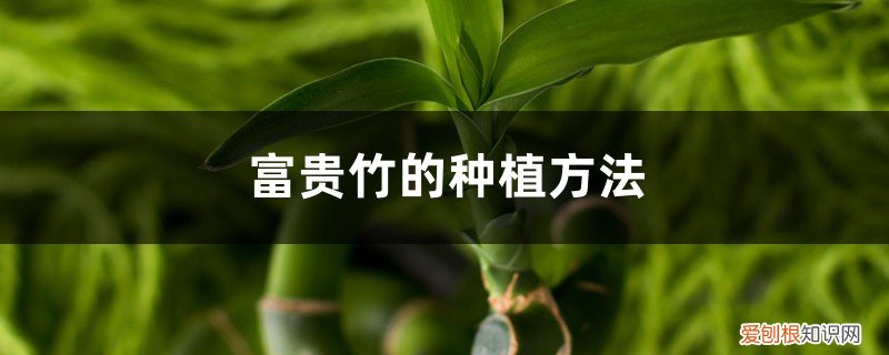 富贵竹的种植方法视频 富贵竹的种植方法