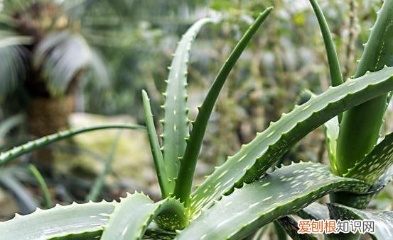 盆景植物的功效超乎想象 茉莉花泡茶有养颜的功效