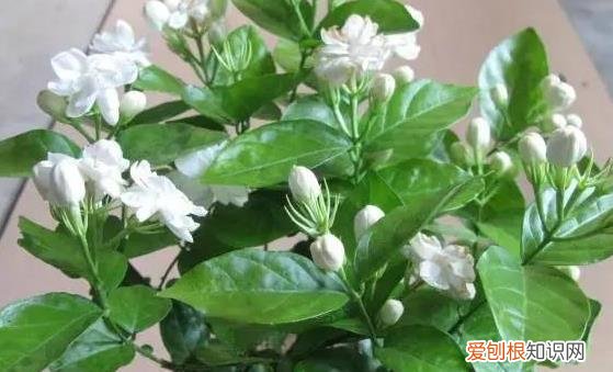 盆景植物的功效超乎想象 茉莉花泡茶有养颜的功效
