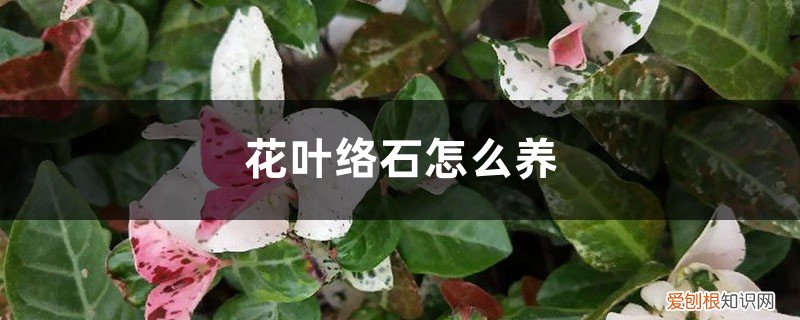 花叶络石怎么养叶子才会色彩斑斓 花叶络石怎么养