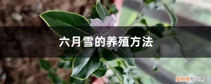 六月雪的养殖方法和注意事项_六月雪怎么养- 养殖日记 六月雪的养殖方法