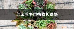 多肉要怎样种植才生长的快 怎么养多肉植物长得快